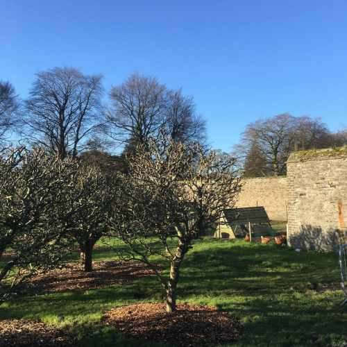 Áras Kitchen Garden has retained its certified organic status for 2016