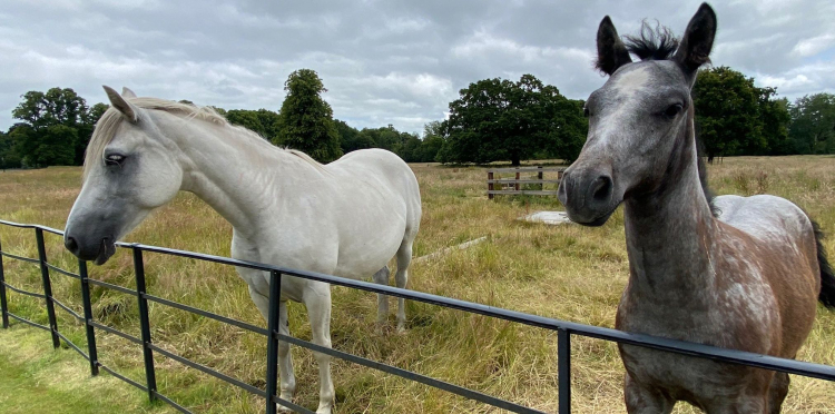 Connemara ponies at Áras an Uachtaráin