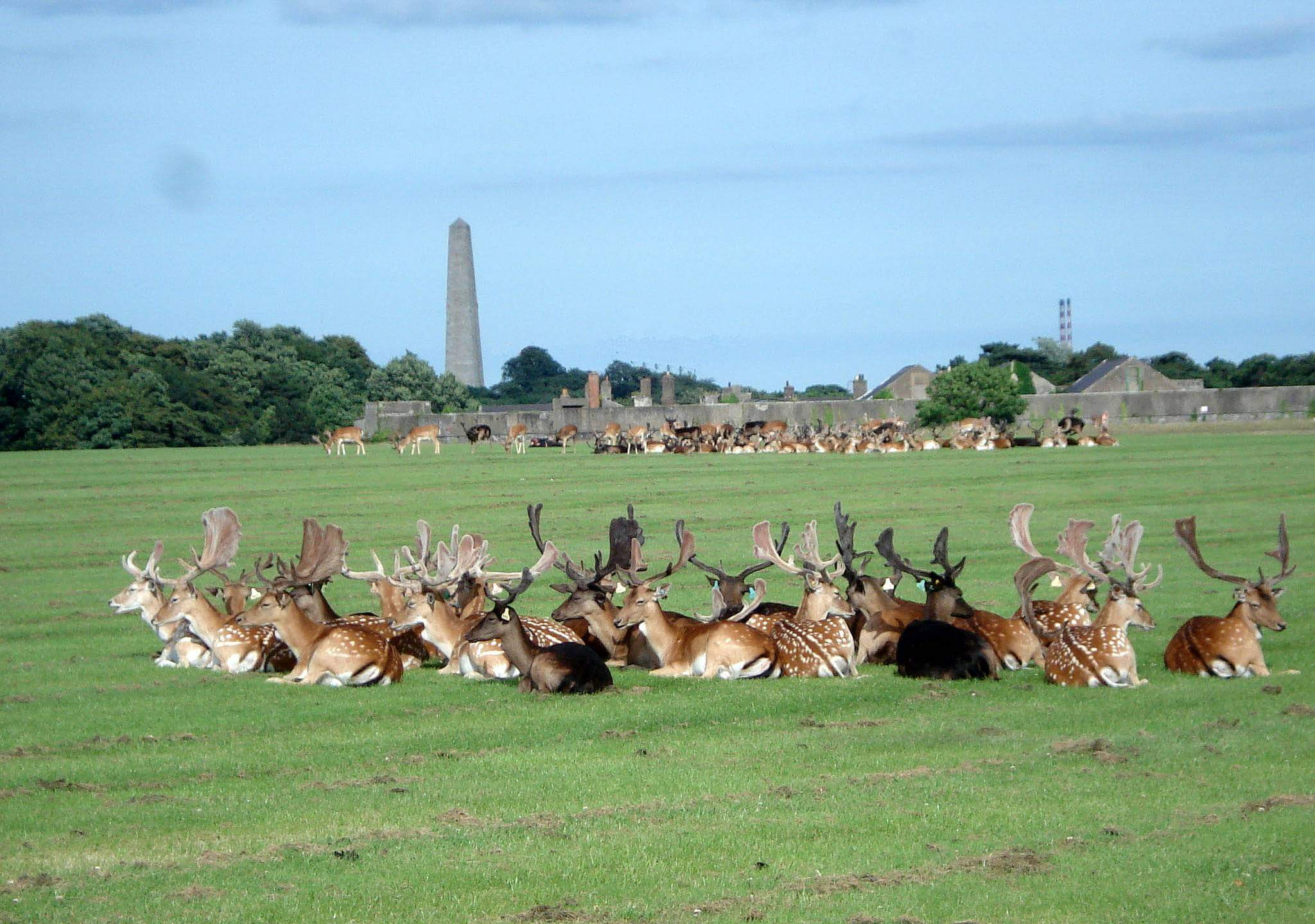 Phoenix Park Dublin Deer